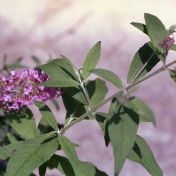 Buddleia davidii ‘Pink Delight’ - Butterfly Bush