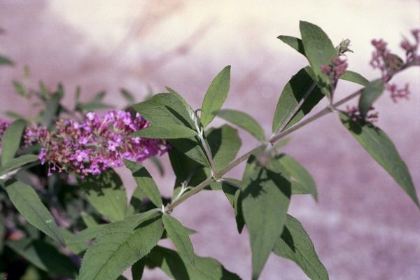 Buddleia davidii ‘Pink Delight’ - Butterfly Bush