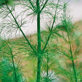 Foeniculum vulgare – Fennel Fine Art Print