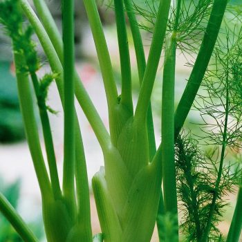 Foeniculum vulgare – Fennel Fine Art Print