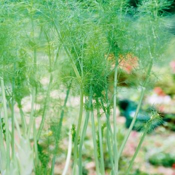 Foeniculum vulgare – Fennel Fine Art Print