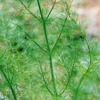Foeniculum vulgare – Fennel Fine Art Print