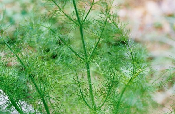 Foeniculum vulgare – Fennel Fine Art Print
