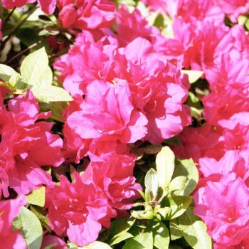 Rhododendron sp. – Azalea Fine Art Print