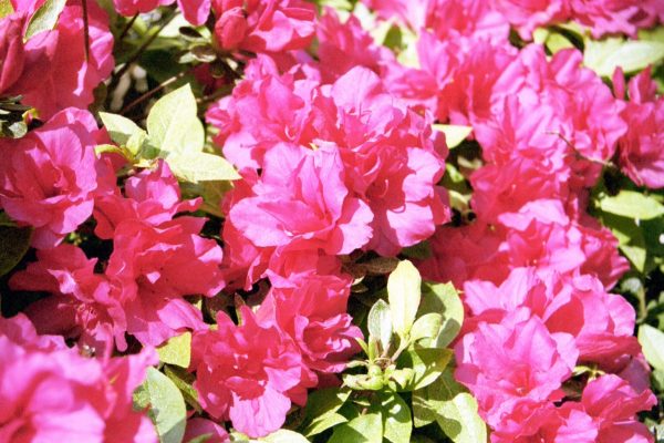 Rhododendron sp. – Azalea Fine Art Print