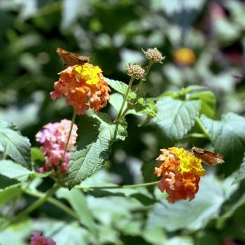 Lantana camara ‘Miss Huff’ – Lantana Fine Art Print