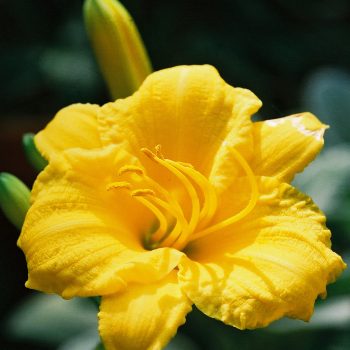 Hemerocallis ‘Stella de Ora’ - Day Lily Fine Art Print