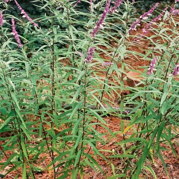 Salvia leucantha - Mexican Sage Fine Art Print