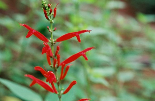 Salvia elegans - Pineapple Sage Fine Art Print