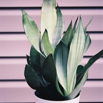 Sansevieria trifasciata ‘Moonshine’ - Snake Plant. Fine Art Print.