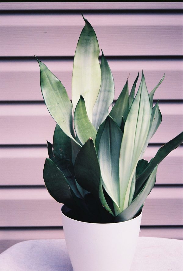 Sansevieria trifasciata ‘Moonshine’ - Snake Plant. Fine Art Print.