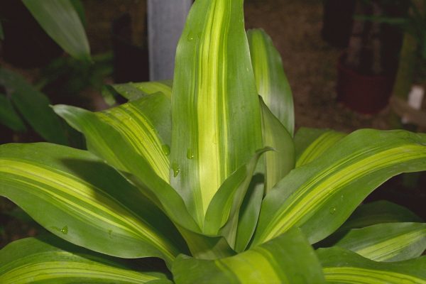 Dracaena fragrans ‘Massangeana’ - Corn Plant Fine Art Print