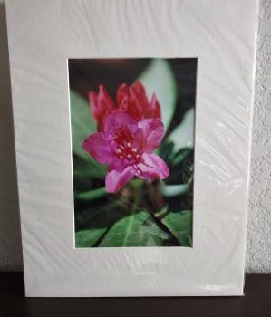 Native Rhododendron