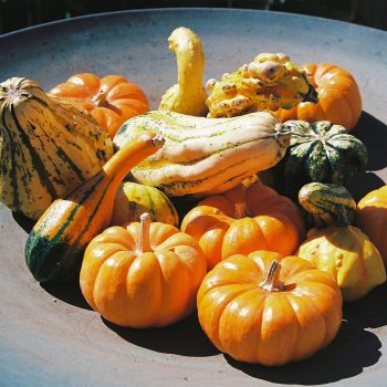 Fall Gourds, and Pumpkins. Fine Art Print