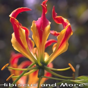 Gloriosa superba ‘Rothschildiana’ - Gloriosa Lily, Glory Lily