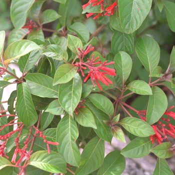 Hamelia patens - Firebush, Scarletbush Fine Art Print