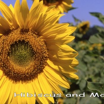 Helianthus annuus - Sunflower
