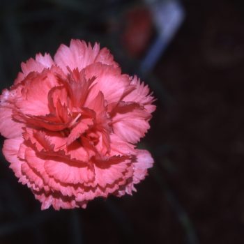 Dianthus X allwoodii ‘Old Spice’ - Old Spice Dianthus