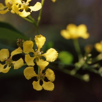 Mascagnia macroptera - Yellow Butterfly Vine