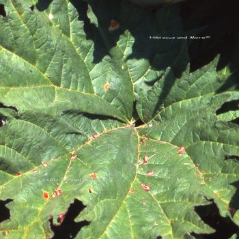 Rheum sp. – Rhubarb Leaves. Fine Art Print