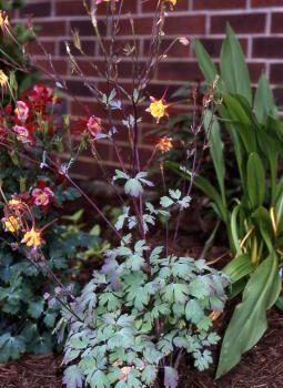 Aquilegia sp. – Columbine Fine Art Print.