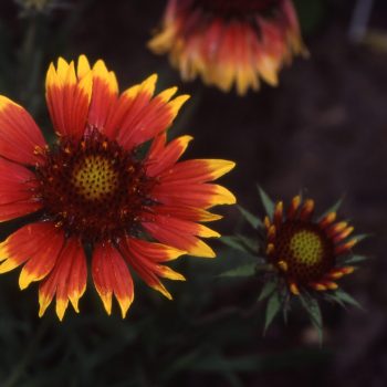 Gaillardia X grandiflora ‘Goblin’ - Blanket Flower Fine Art Print