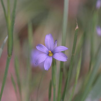 Sisyrinchium atlanticum - Blue-eyed Grass Fine Art Print