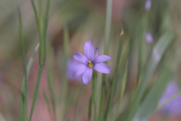 Sisyrinchium atlanticum - Blue-eyed Grass Fine Art Print