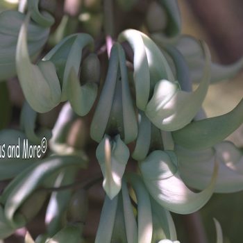 Strongylodon macrobotrys - Jade Vine Fine Art Print