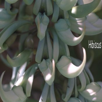 Strongylodon macrobotrys - Jade Vine. Fine Art Print
