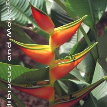 Heliconia ‘Butterfield’ – Heliconia