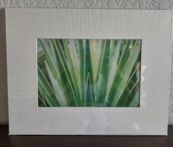 Spanish Bayonet Close-up
