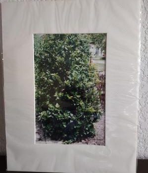 Sandankwa Viburnum Shrub