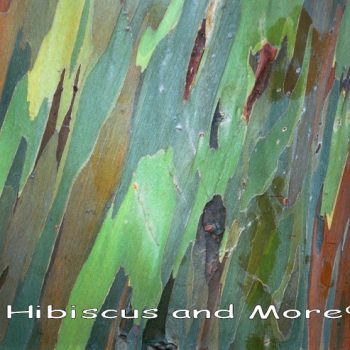 Eucalyptus deglupta - Mindanao Gum Fine Art Print.
