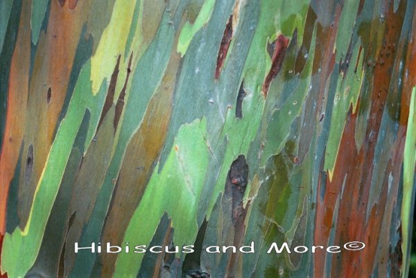 Eucalyptus deglupta - Mindanao Gum Fine Art Print.