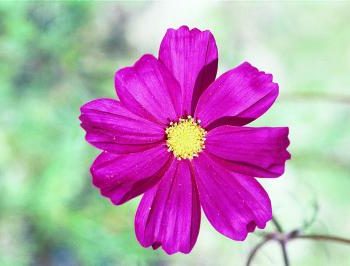 Cosmos bipinnatus - Cosmos Close-up Fine Art Print
