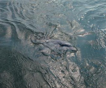 Dolphin swimming