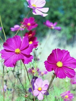 Pink and Dark Pink Cosmos Close-up Photo