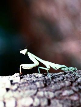 Preying Mantis