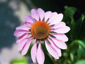 Purple Coneflower Bravado