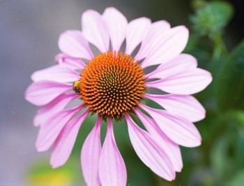 Purple Coneflower Bravado