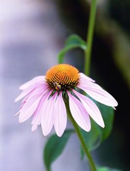 Purple Coneflower Bravado