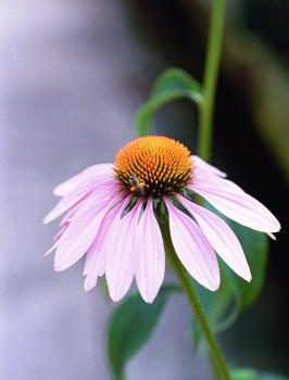 Purple Coneflower Bravado