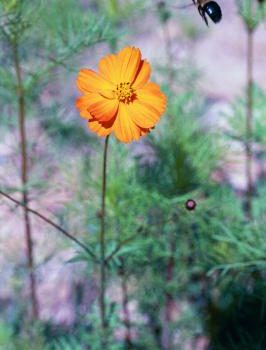 Orange Cosmos