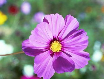Pink Cosmos Photo
