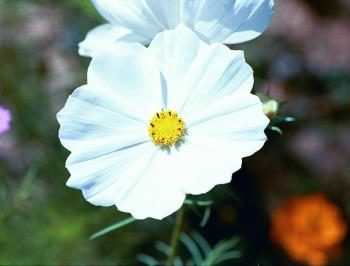White Cosmos