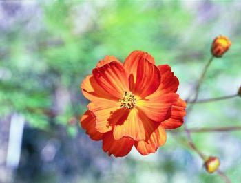 Orange Cosmos