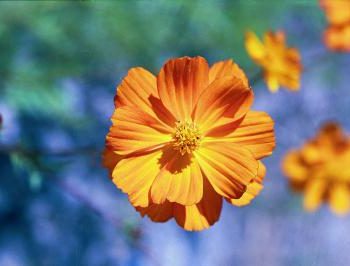 Orange Cosmos