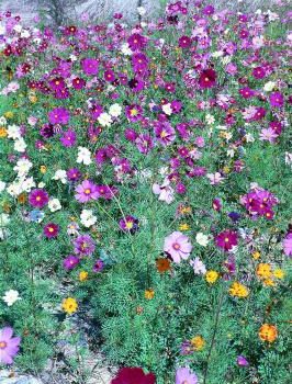 Field of Cosmos Flowers