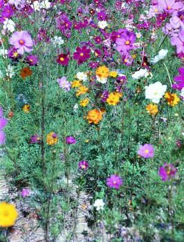 Field of Cosmos Flowers